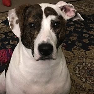 Meet your Posher, Desiree